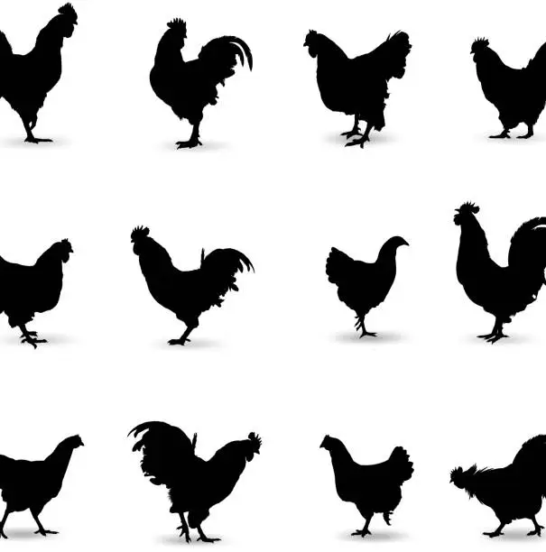 Vector illustration of Rooster Silhouette