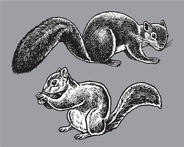 ilustrações, clipart, desenhos animados e ícones de animais selvagens-esquilos - squirrel