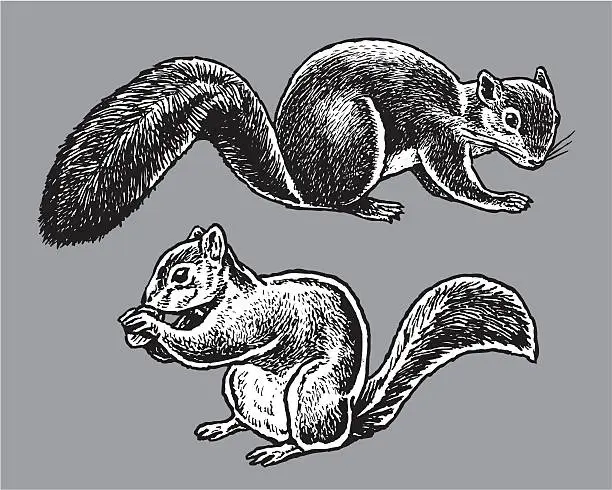 Vector illustration of Wild Animals - Squirrels