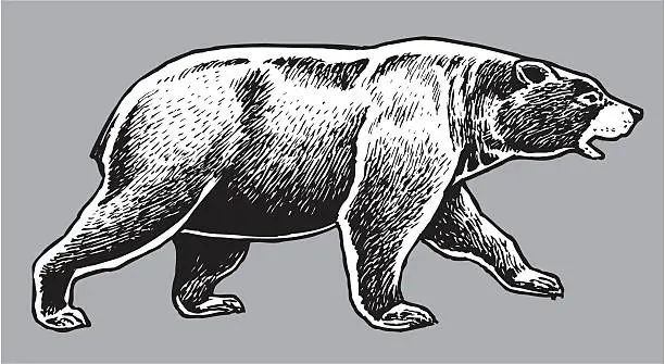 Vector illustration of American Black Bear - Wild Animal