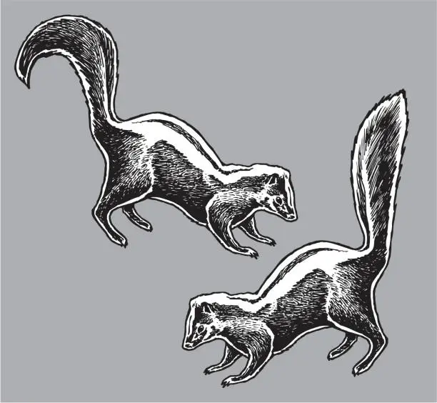 Vector illustration of Skunk - Wild Animal