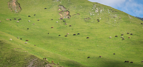 Grazing sheep in the mountains of Georgia near Stepantssminda