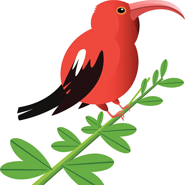 Iiwi Vector Iiwi iiwi bird stock illustrations