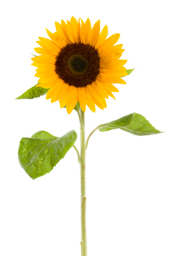 sunflower on white background.