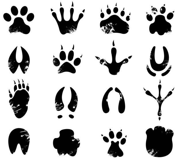 muddy footprint symbols drawing and print of vector muddy footprint symbols. big cat stock illustrations