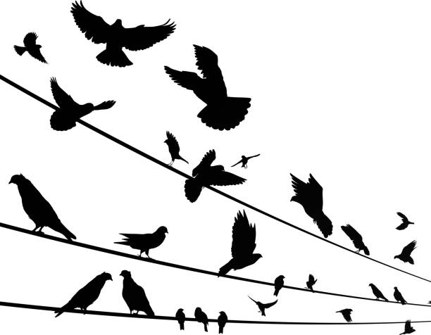 птиц на провода - tree sparrow stock illustrations