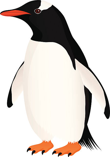pingwin białobrewy - gentoo penguin stock illustrations