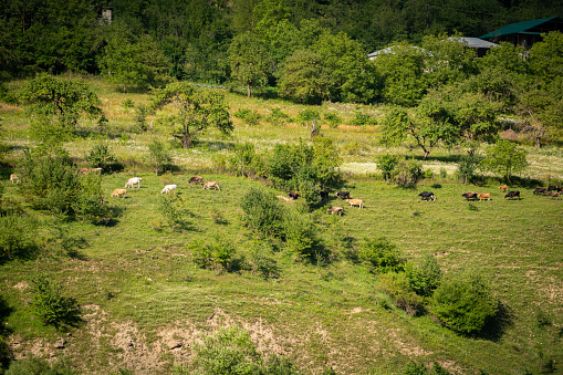 Grazing cow in the mountains of Georgia