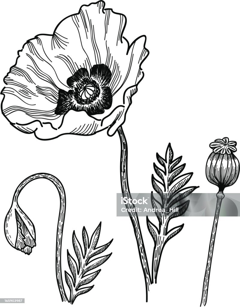 Poppies - arte vectorial de Amapola - Planta libre de derechos