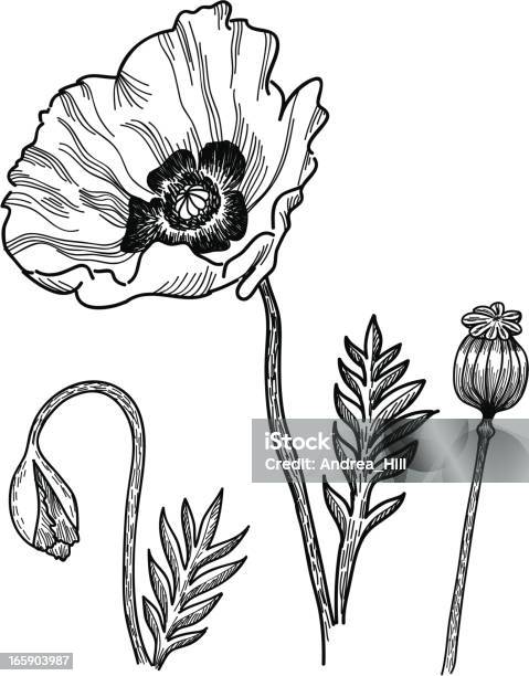 Ilustración de Poppies y más Vectores Libres de Derechos de Amapola - Planta - Amapola - Planta, Adormidera, Blanco - Color