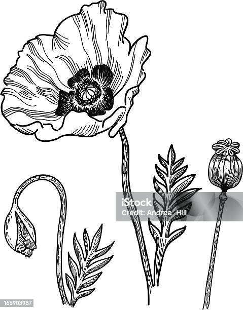 Poppies 양귀비-식물에 대한 스톡 벡터 아트 및 기타 이미지 - 양귀비-식물, 양귀비 꽃, 0명