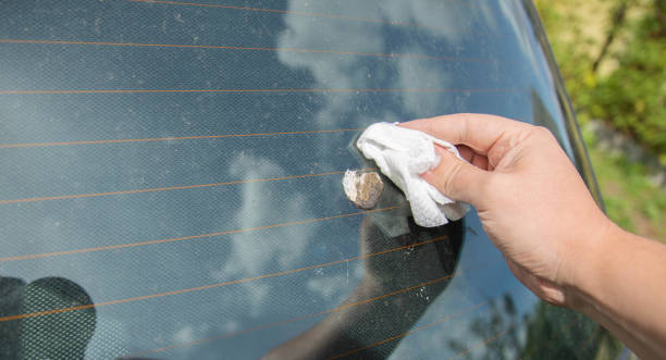istock A man cleans bird droppings from a car window with a damp cloth. Copy space for text 1659042247