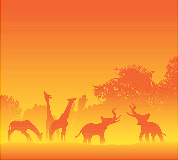 ilustraciones, imágenes clip art, dibujos animados e iconos de stock de siluetas de animales africanos en caliente - grass nature dry tall