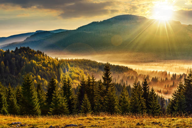 cold fog in the valley with in spruce forest at sunset stock photo