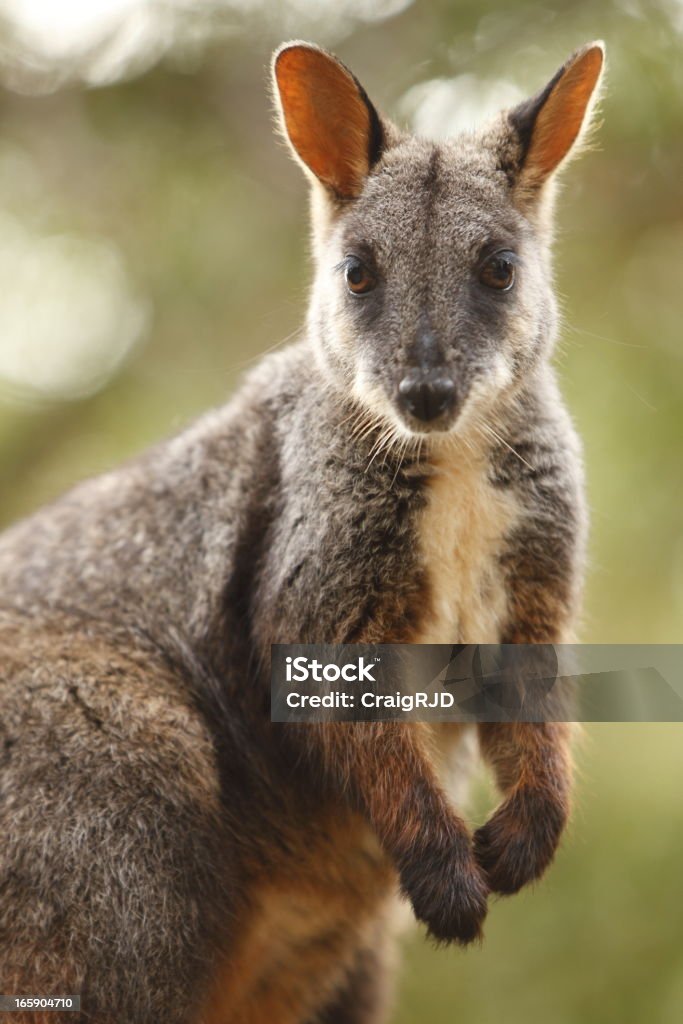 Wallaby - Foto stock royalty-free di Ambientazione esterna