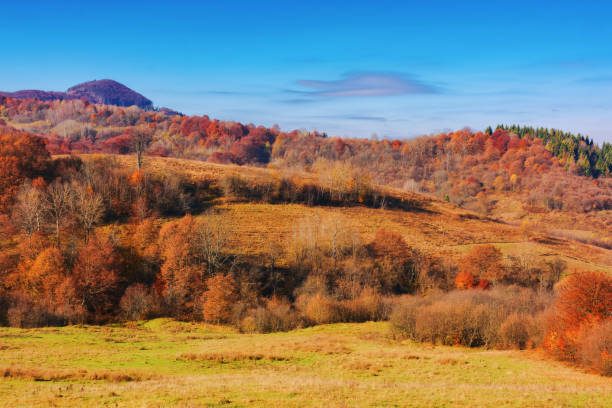 istock forest in fall colors on the grassy hills 1659047759