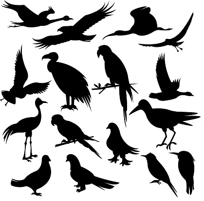 hand drawn of vector bird silhouette set.