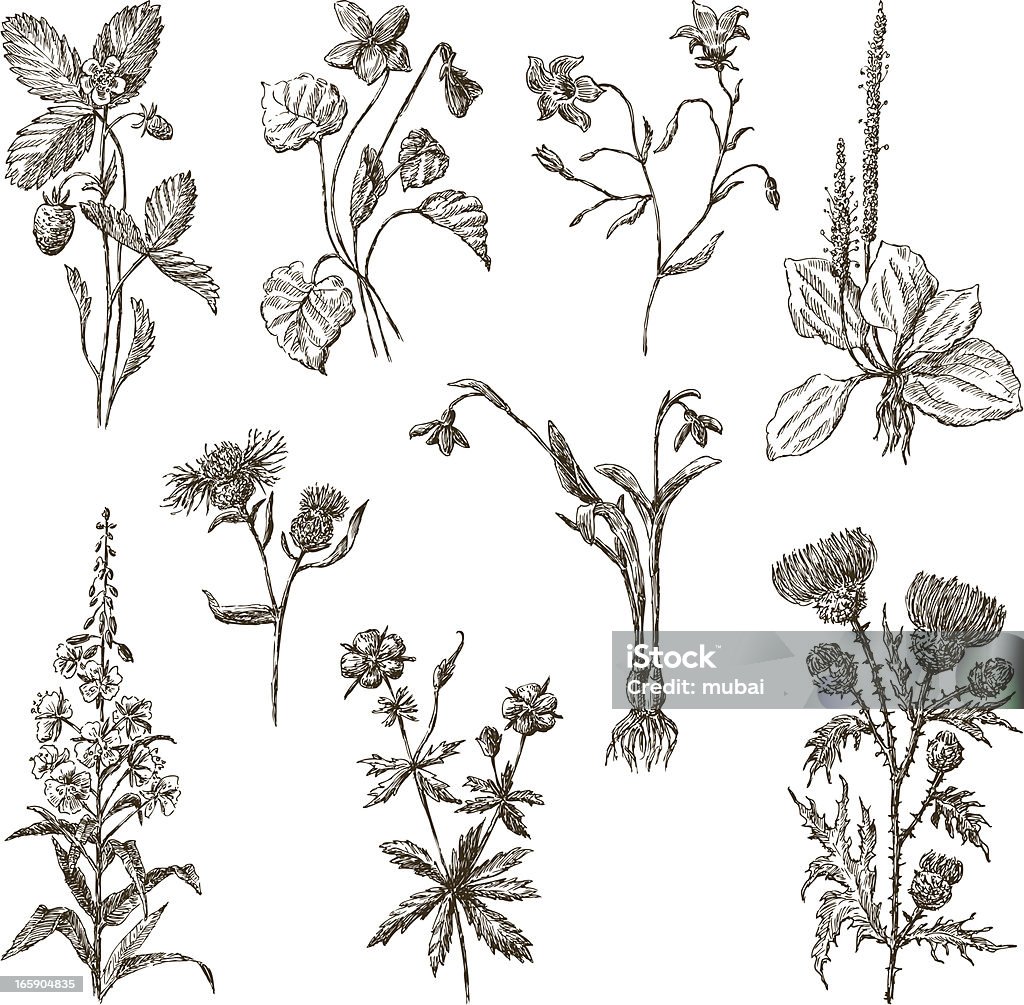 wildflowers Vector image of the different wildflowers. Thistle stock vector