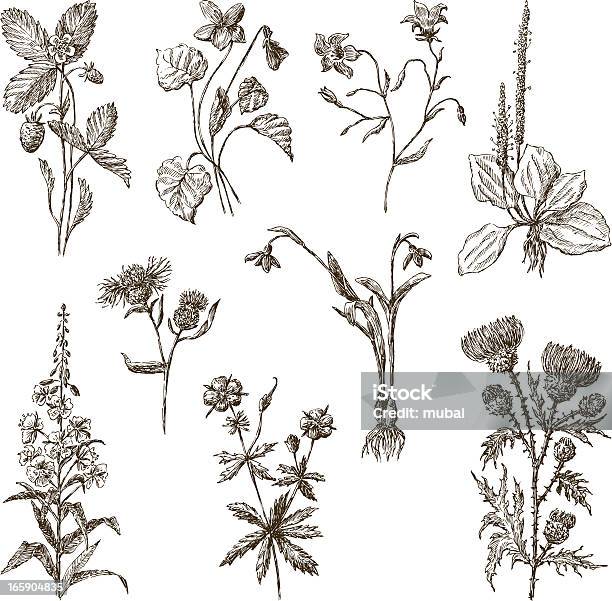 Wildflowers Stock Illustration - Download Image Now - Thistle, Bluebell, Illustration