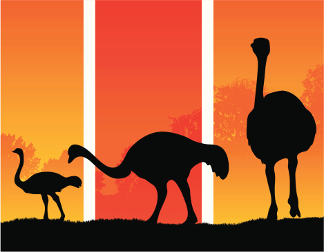 A group of Ostriches in silhouette in a hot climate.