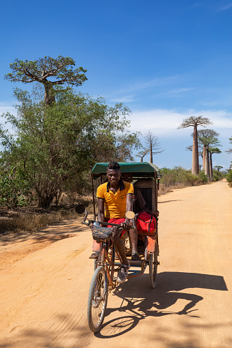 MORONDAVA, MADAGASCAR - NOVEMBER 8 2022: A man rides a rickshaw on a dirt road surrounded by baobab trees. The road is known as the Avenue of the Baobabs and is a popular tourist attraction.