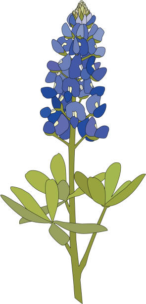 ilustrações de stock, clip art, desenhos animados e ícones de flores de tremoço-azul - lupine single flower flower blue