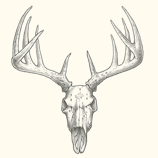 zehn point deer totenkopf - animal skull illustrations stock-grafiken, -clipart, -cartoons und -symbole