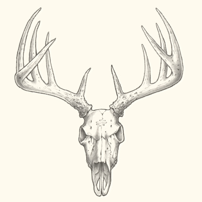 Ten Point Deer Skull