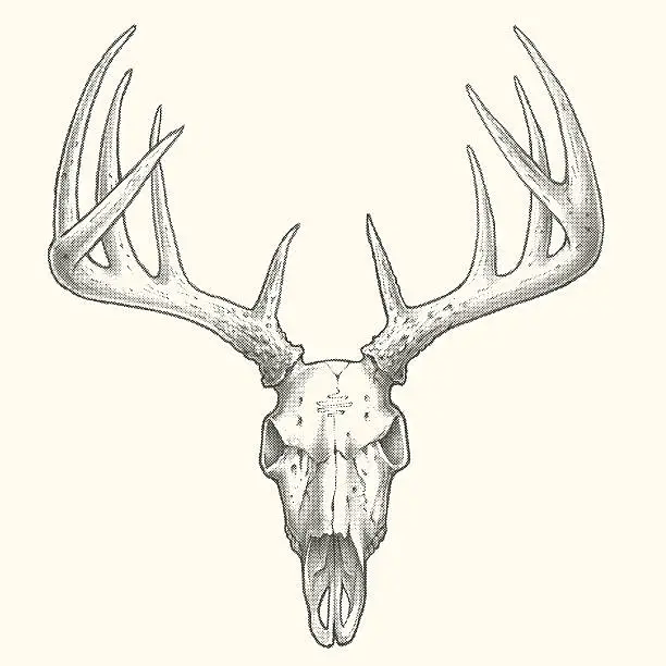 Vector illustration of Ten Point Deer Skull