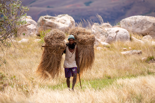 Andringitra Mountains, Madagascar - November 15th 2022: A Malagasy porter carries dried grass to repair the roof hanged on a primitive stick on his back. Hard work and dedication of these porters.