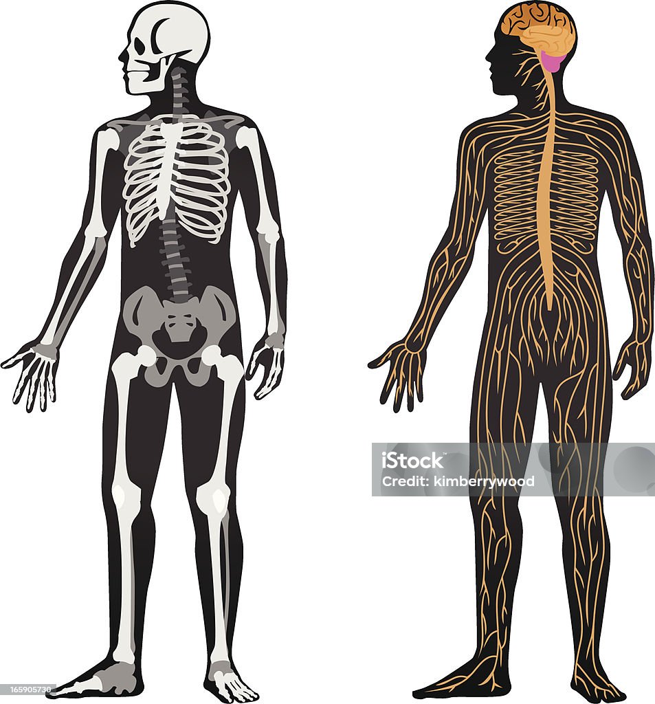 Anatomia - Vetor de Corpo humano royalty-free