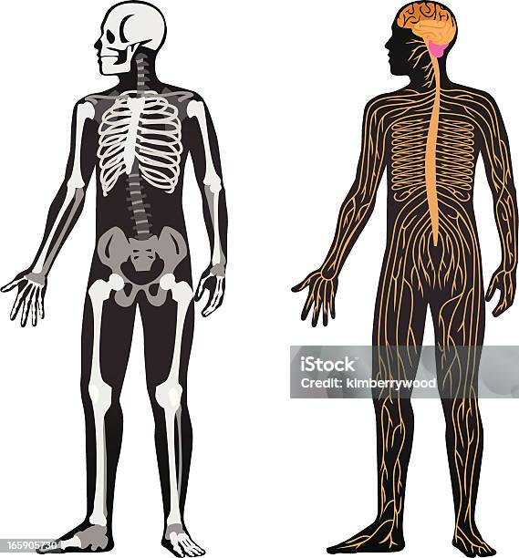 Vetores de Anatomia e mais imagens de Corpo humano - Corpo humano, Sistema Nervoso Humano, Anatomia