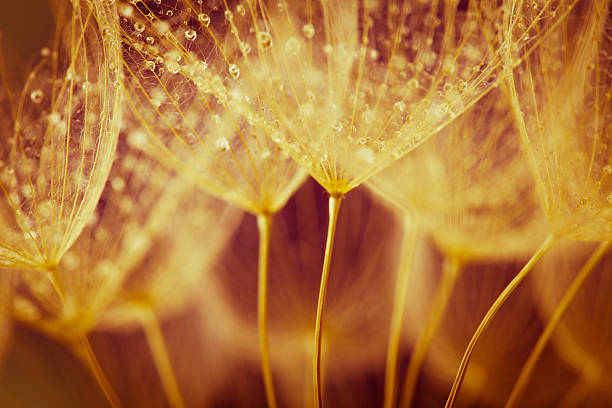 semilla de diente de león con gotas de agua - dandelion water flower abstract fotografías e imágenes de stock