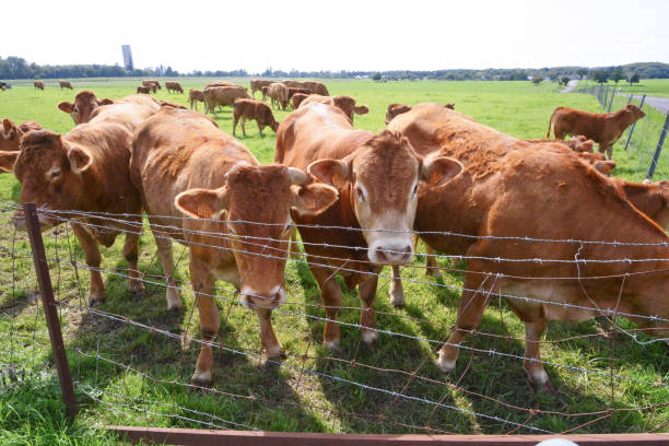 istock Some brown cows on european grassland 1659063384