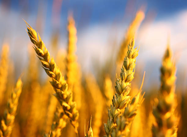 trigo en un campo, en primer plano. - winter wheat fotografías e imágenes de stock