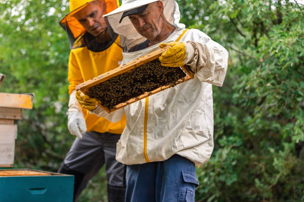 istock Beekeepers in a protective suit and gloves working on the apiary. Eco apiary in nature. Beekeeping. A house for bees. 1659066875