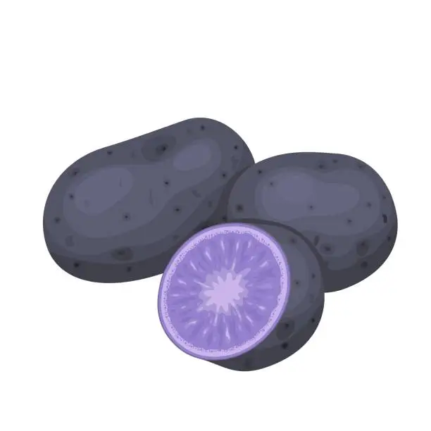 Vector illustration of Blue potato