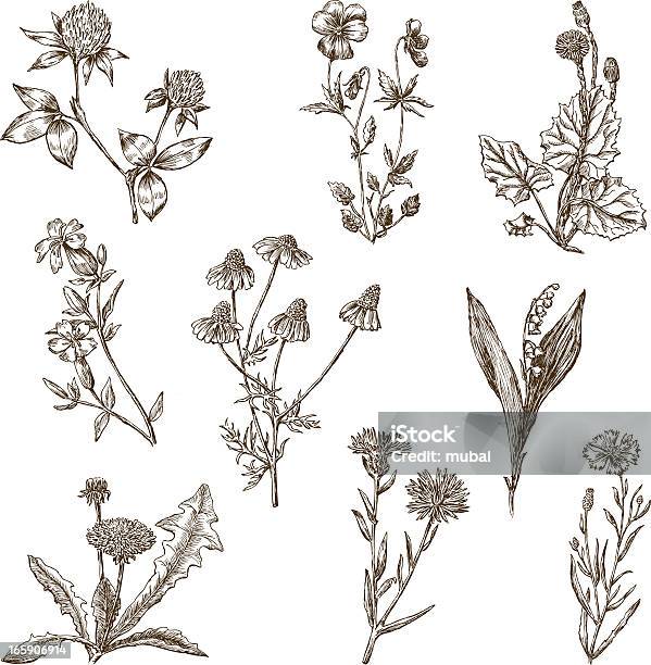 Flores Silvestres - Arte vetorial de stock e mais imagens de Esboço - Esboço, Dente-de-leão, Granadilha