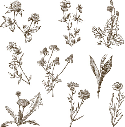 The vector drawing of the different wild flowers.