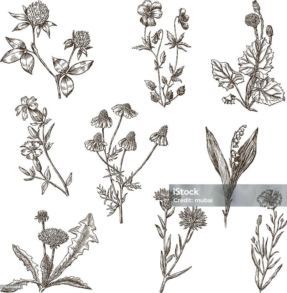 Wild Flowers Stock Illustration - Download Image Now - Dandelion ...