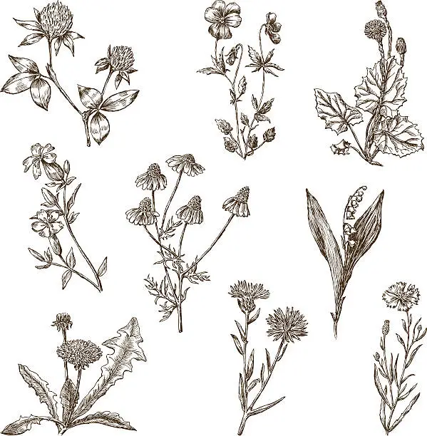 Vector illustration of wild flowers