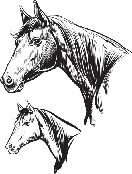 Horse Illustration of horse head. horse head vector stock illustrations