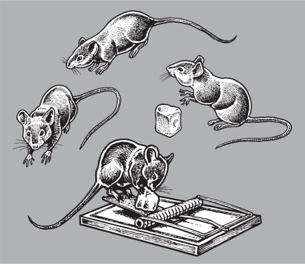 Rats or Mice - Rodents, Pests