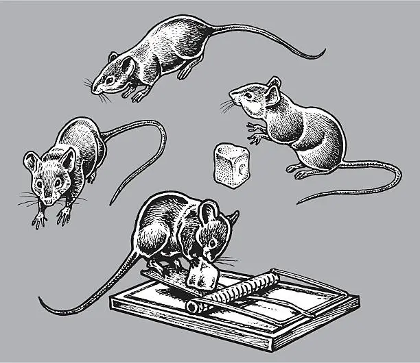 Vector illustration of Rats or Mice - Rodents, Pests