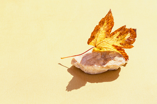 Minimal style composition made of dried maple leaf and stone on pastel background with sunlit and shadow. Au