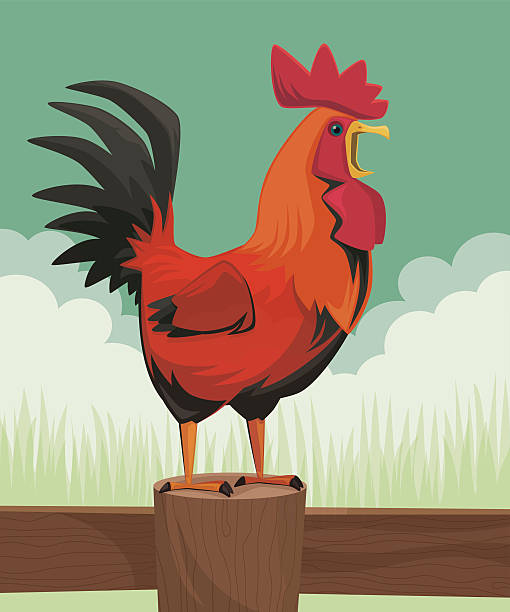 Rooster Crowing Illustrations, Royalty-Free Vector Graphics & Clip Art -  iStock