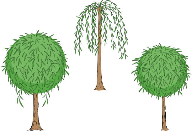 ilustraciones, imágenes clip art, dibujos animados e iconos de stock de sauce - willow tree weeping willow tree isolated