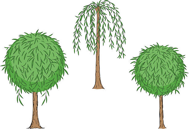 ilustrações de stock, clip art, desenhos animados e ícones de salgueiro - willow tree weeping willow tree isolated