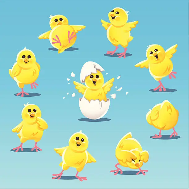 Vector illustration of Chicks
