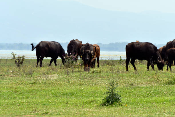 istock Greece, Water Buffalo on Lake Kerkini 1659078018